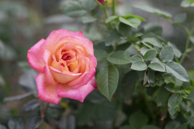 Bahçedeki pembe gülleri kapat. Valentine arkaplanı