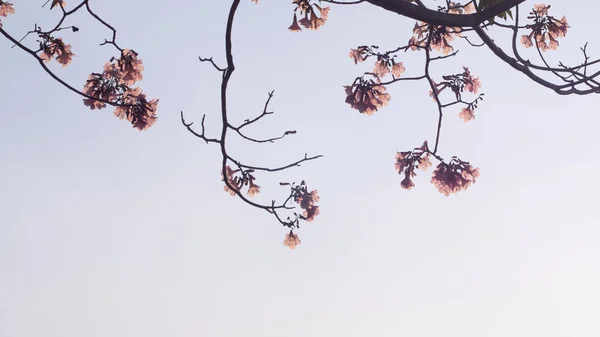 Krásná Růžová Květina Vzhled Rád Sakura Flower Nebo Cherry Blossom — Stock fotografie
