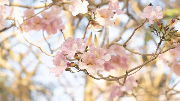 美しいピンクの花は 桜や桜のような美しい自然背景をしています 春の花木の花 バレンタインや結婚式の背景のためのピンクの花の木のロマンチックな — ストック写真