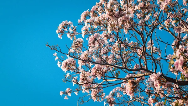 Close Bela Paisagem Primavera Com Flor Rosa Blooming Árvore Galhos — Fotografia de Stock