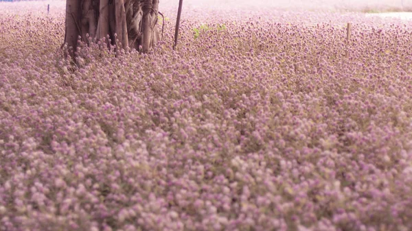 Schöne Rosa Blume Feld Herbstbaum Fotografie Hintergrund Blühende Romantische Rosa — Stockfoto