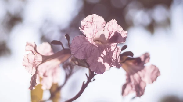 特写美丽的粉红色花朵 婚礼或情人节背景 爱情的概念 柔和模糊的焦点 在败血症复古乳胶色调 — 图库照片