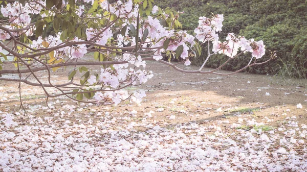 Het Verdord Gevallen Bloemblaadje Van Een Roze Bloem Ligt Grond — Stockfoto