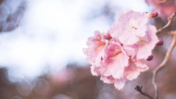 Close Beautiful Pink Bloosom Flower Wedding Valentine Background Love Concept — 스톡 사진