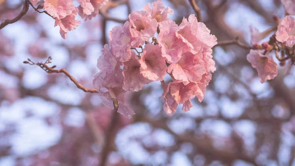 Close Mooie Roze Bloesem Bloem Bruiloft Valentijn Achtergrond Liefde Concept — Stockfoto