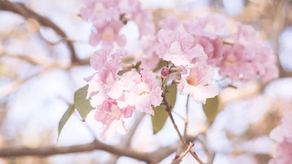 ピンク色の花を間近で見られます 結婚式やバレンタインの背景愛の概念ソフトブラーフォーカス セピア ヴィンテージのパステル調 — ストック写真