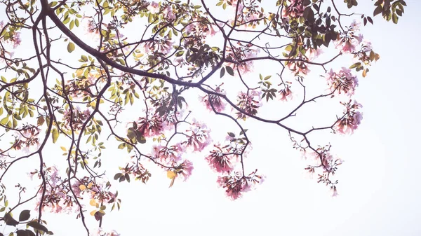 Gyönyörű Rózsaszín Virág Néz Mint Sakura Virág Vagy Cseresznyevirág Gyönyörű — Stock Fotó