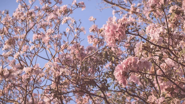 Piękny Różowy Kwiat Wygląd Lubi Sakura Kwiat Lub Kwiat Wiśni — Zdjęcie stockowe