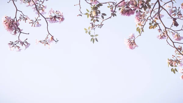 Schöne Rosa Blume Aussehen Mag Sakura Blume Oder Kirschblüte Mit — Stockfoto