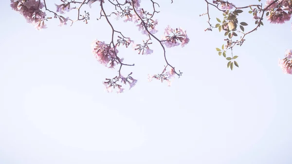 Gyönyörű Rózsaszín Virág Néz Mint Sakura Virág Vagy Cseresznyevirág Gyönyörű — Stock Fotó