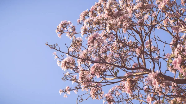 Close Bela Paisagem Primavera Com Flor Rosa Blooming Árvore Galhos — Fotografia de Stock