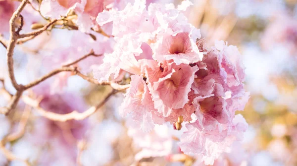 Close Mooie Roze Bloesem Bloem Bruiloft Valentijn Achtergrond Liefde Concept — Stockfoto