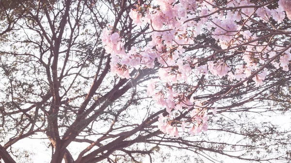 Linda Flor Rosa Olhar Gosta Flor Sakura Flor Cerejeira Com — Fotografia de Stock