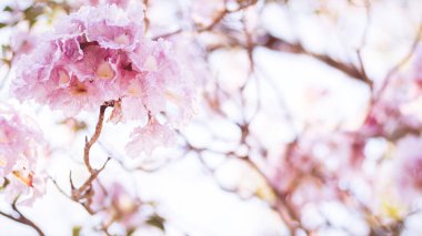 Yakın plan güzel pembe çiçek çiçeği. Düğün ya da sevgililer günü geçmişi. Aşk konsepti bulanık odaklanma. Sepya renginde pastel tonda