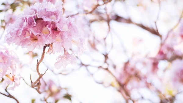 Közelkép Gyönyörű Rózsaszín Virágzó Virág Esküvői Vagy Valentin Napi Háttér — Stock Fotó