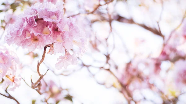 閉じる美しいピンクの花を咲かせます 結婚式やバレンタインの背景 愛の概念 ソフトブラーフォーカス セピア ヴィンテージのパステル調 — ストック写真