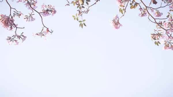 Schöne Rosa Blume Aussehen Mag Sakura Blume Oder Kirschblüte Mit — Stockfoto