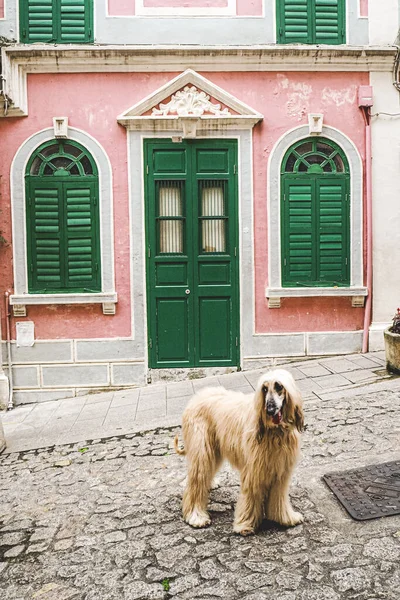 Ein Hund Steht Auf Der Straße Der Altstadt Ein Hund — Stockfoto
