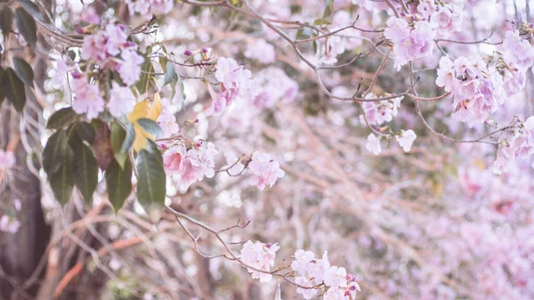 Розовый Цветок Похож Цветок Сакуры Вишни Фоне Природы Весенний Цветок — стоковое фото