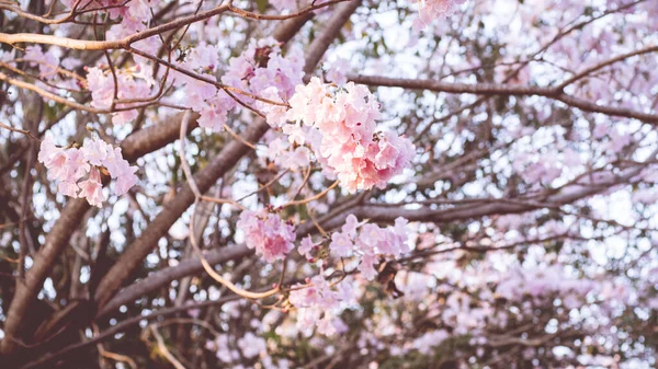 Розовый Цветок Похож Цветок Сакуры Вишни Фоне Природы Весенний Цветок — стоковое фото