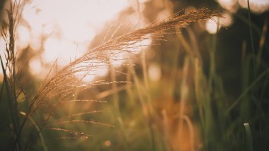 yabani ot silueti altın saat gökyüzü günbatımı sırasında karşı .