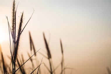 Wild Grass Silhouette, Golden 'a karşı. Güzel sonbahar sezonu arka planında, günbatımı ve sonbaharda mavi gökyüzü olan yabani otlar. Spikelet gün batımında sahada. Gün batımında çimenlerin dokusu.
