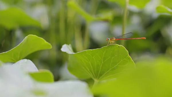 Malý Roztomilý Drak Létat Zeleném Listu — Stock fotografie