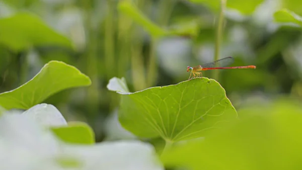 Petite Mouche Dragon Mignon Sur Feuille Verte — Photo