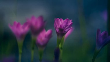 Pembe Zephyranthes Lily 'nin seçici odağı. Pembe yağmurlu zambak çiçekleri. Bulanık doğa Bokeh arka planı..