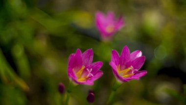 Pembe Zephyranthes Lily 'nin seçici odağı. Pembe yağmurlu zambak çiçekleri. Bulanık doğa Bokeh arka planı..