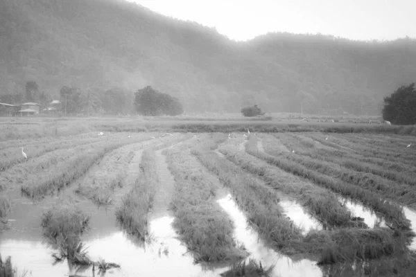 Beyaz Kuşla Rice Field Dağı Arkaplanı Arka Planda Dağ Var — Stok fotoğraf