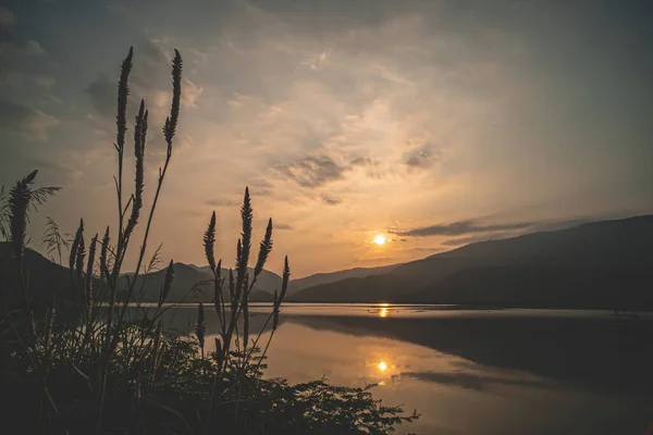 Wildgrasblume Mit Szene Des Sonnenuntergangs Lake Mountain Landschaft Der Dämmerung — Stockfoto