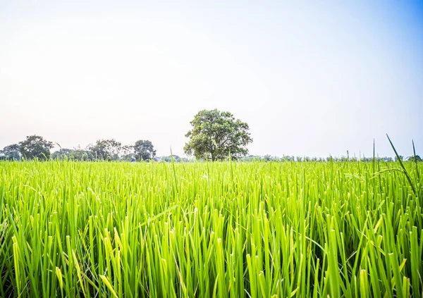 Hermoso Paisaje Campo Arroz Verde Con Gran Árbol Área Rural —  Fotos de Stock