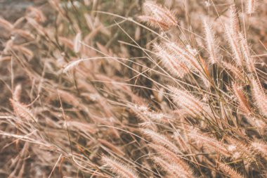 Vahşi Çimen Tarlası Rüzgarda esiyor Vintage tonuyla.