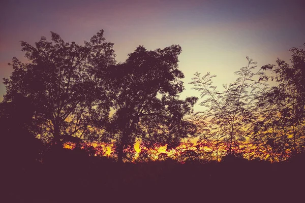 Baumsilhouette Bei Schönem Sonnenuntergang Sonnenuntergang Himmel Wald Silhouette Dämmerung Der — Stockfoto