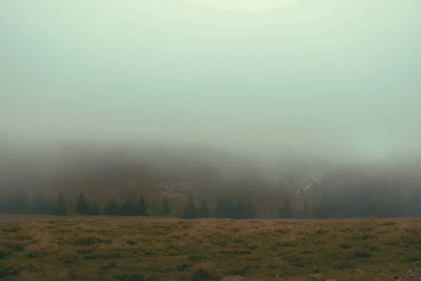 多雾的秋日清晨 多雾的喀尔巴阡山脉下了雨后的全景公路 田里有农业奶牛 Bucegi Mountains Romania Europe — 图库照片