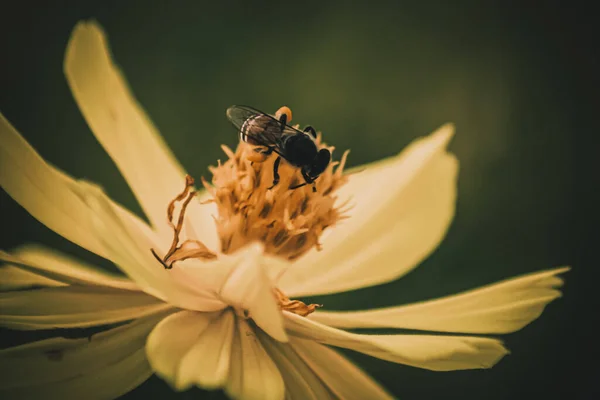 Rozmazané Nejasné Přírodní Pozadí Včely Nebo Včely Žlutém Květu Sbírá — Stock fotografie