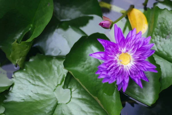 バイオレット蓮の花を閉じます 紫色の花 クローズアップ 仏教における蓮の象徴的な意味 — ストック写真