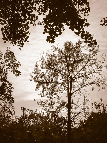 仰望美丽的秋天的色彩 美丽的森林 秋树台面背景图 — 图库照片