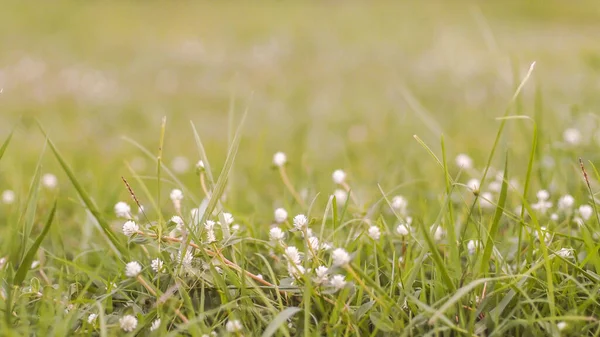 Selektivt Fokus För White Daisy Meadow Blommor Grön Bakgrund — Stockfoto