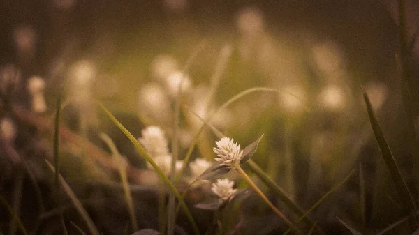 Focus Selettivo White Daisy Meadow Fiori Sfondo Verde — Foto Stock