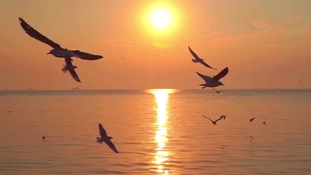 Fiskmåsarnas Hav Fågeln Flyger Den Orangefärgade Himlen Flygande Fåglar Mot — Stockvideo