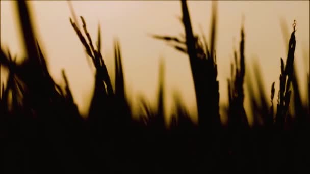 Wind Blowing Paddy Rice Field Dusk Silhouette Scene — Stock Video
