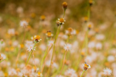 Soyut yabani ot çiçekleri yaz arka planında bulanık çiçekler ve bokeh ile otlaktır. Yeşil çimenler ve tarlada küçük beyaz çiçekler. Güzel yaz manzarası.
