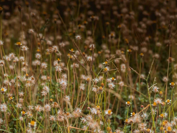 Abstract Wilde Gras Bloemen Grasland Zomer Achtergrond Met Wazig Bloemen — Stockfoto