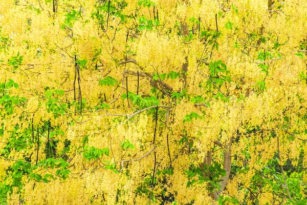 Grupp Gyllene Duschblomma Eller Cassia Fistel Gul Blommar Sommaren Song — Stockfoto