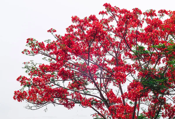 Beautiful Monkey Flower Tree or Fire of Pakistan in Thailand isolate on white background.