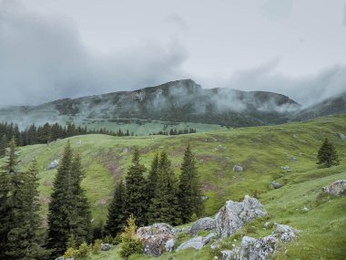 Gizemli yeşil sisli çam ağacı ormanının ve dağların panoramik görüntüsü. Bucegi Dağları Romanya Bahar Günü.