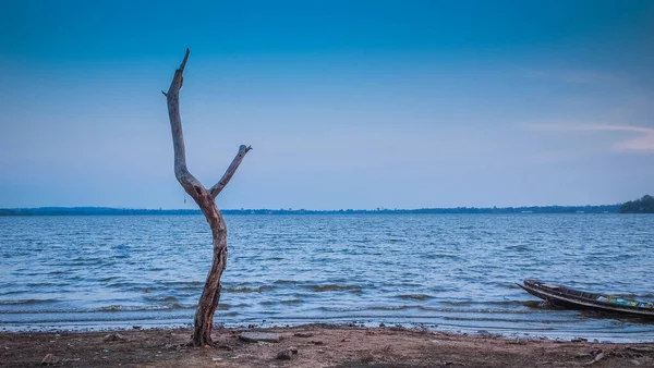 Jeden Stary Suszone Drzewo Piasku Plaży Błękitne Niebo Koncepcja Samotności — Zdjęcie stockowe