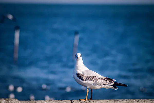 Måkeflukt Sjøfugl Som Flyr Gjennom Blå Himmel Blå Tone Hvit – stockfoto